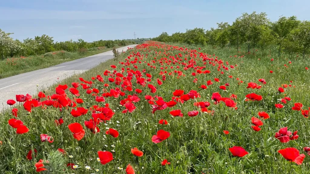 Poppy Roadside Bloom