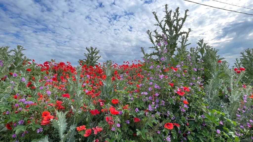 Thistle and Poppies