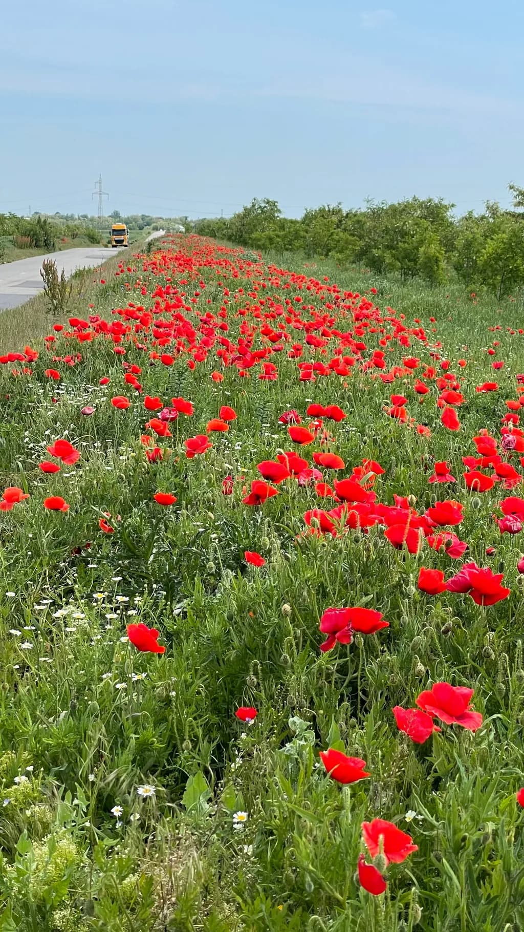 Crimson Roadside Bloom