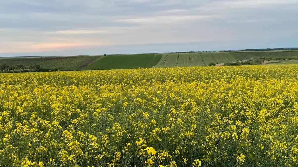 Golden Canola Fields