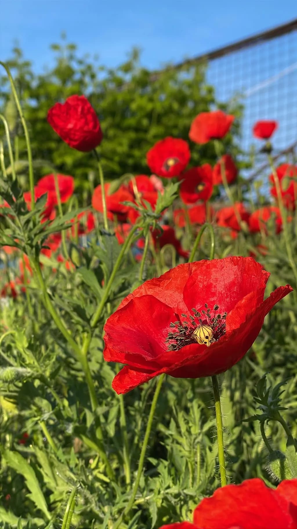 Crimson Bloom