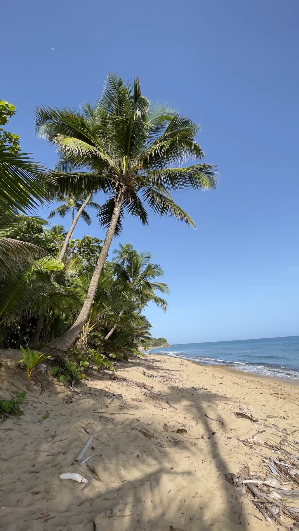Coastal Palms