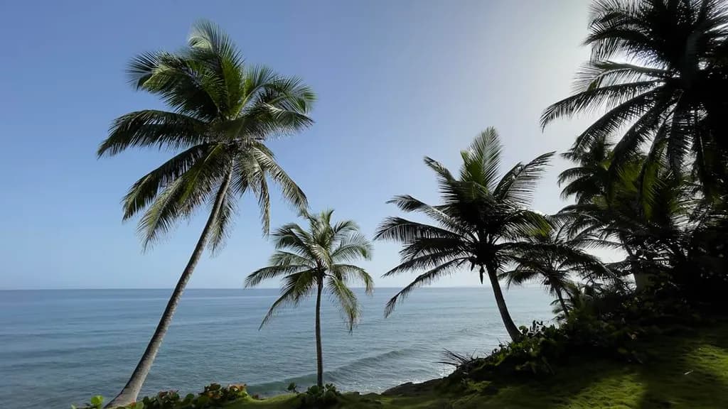 Coastal Palms