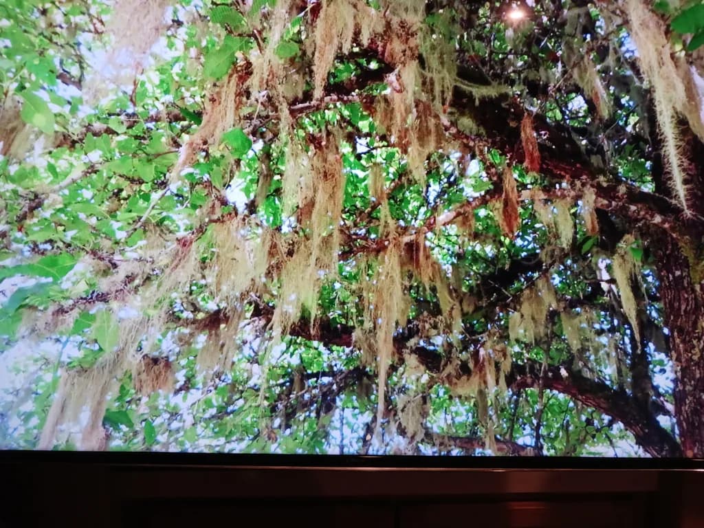 Hanging Moss Canopy