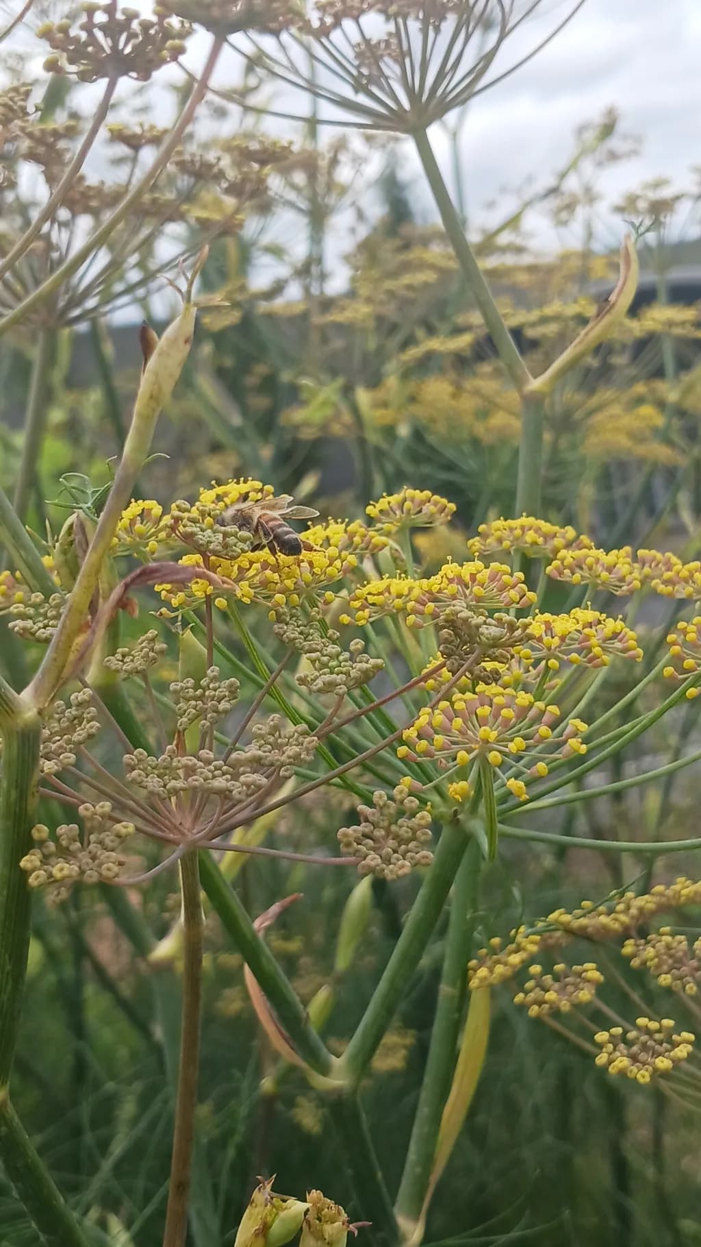 Golden Dill Bloom