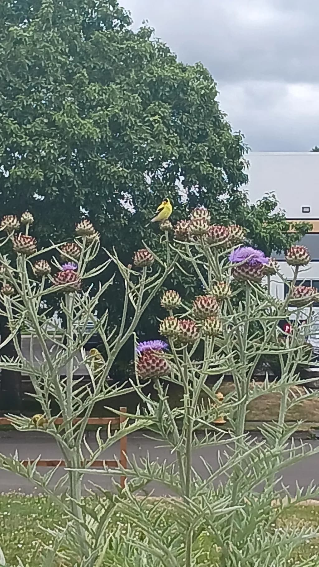 Thistle Perch