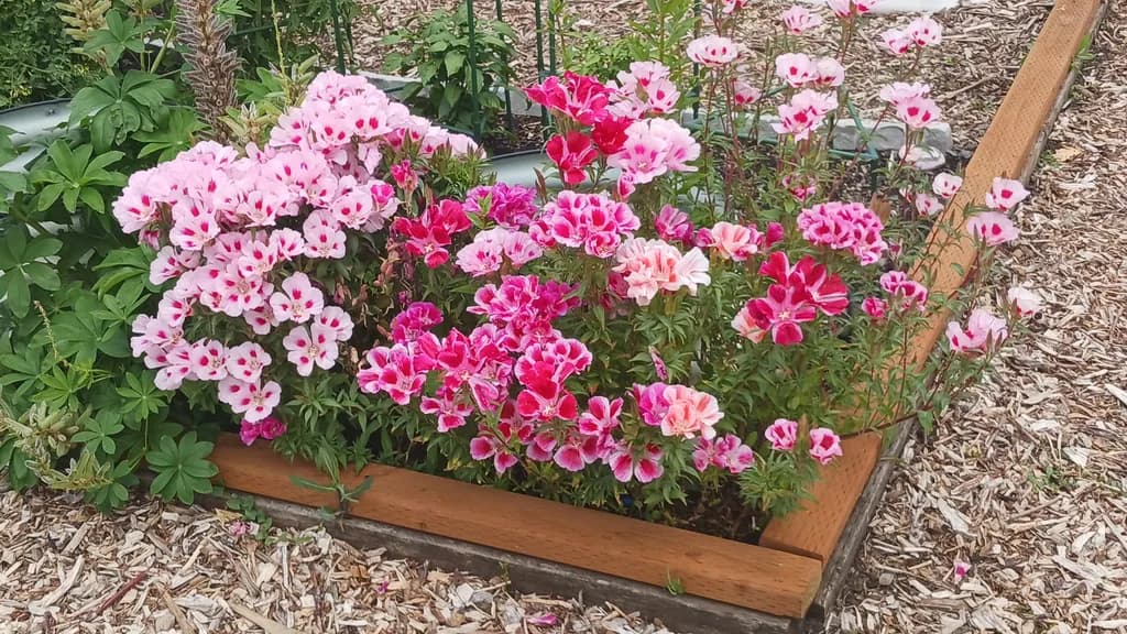Corner Blooms