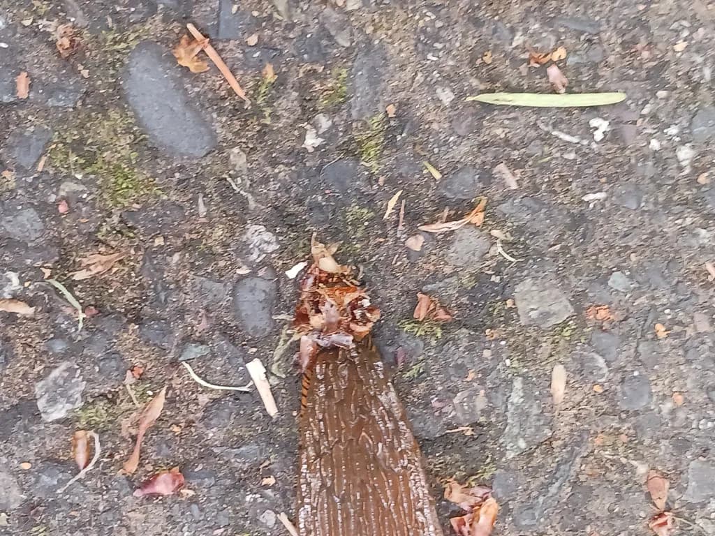 Rust Trail
