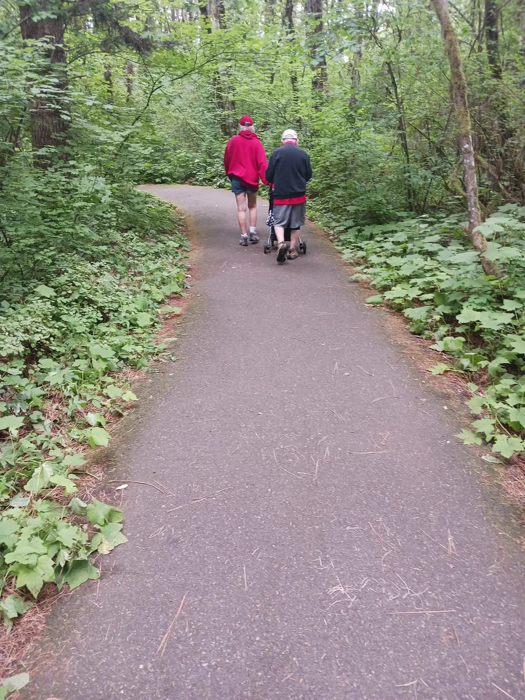 Forest Walk Companions