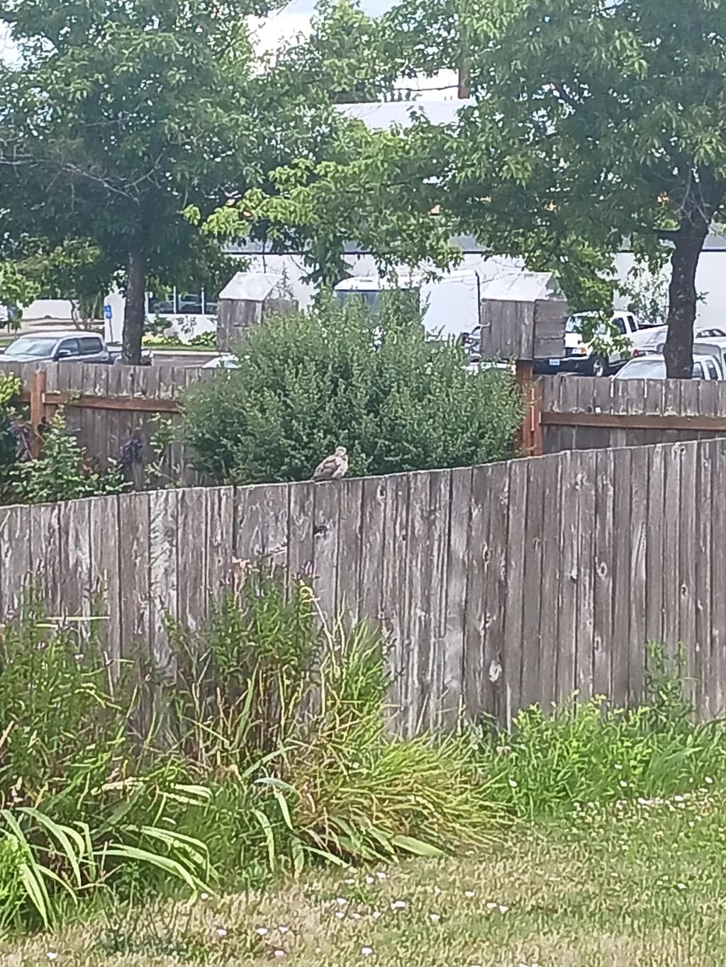 Fence Line Sentinel
