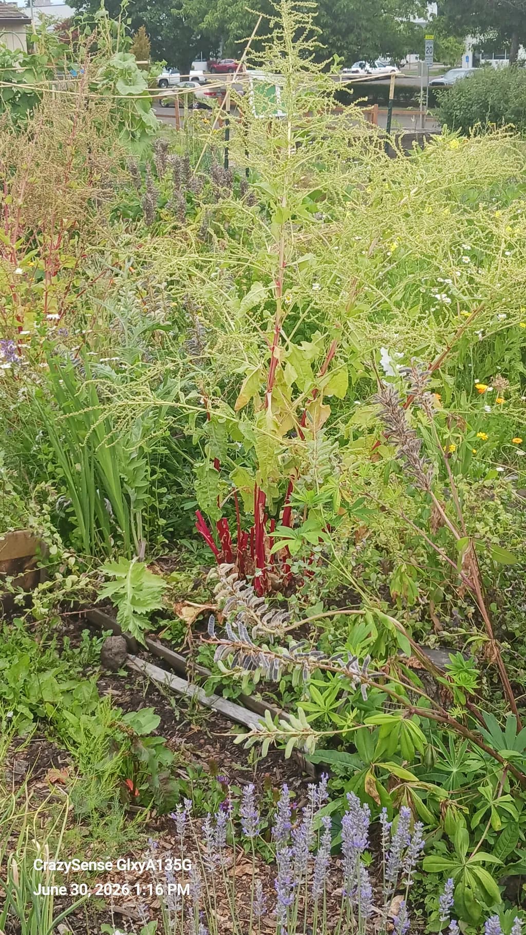 Garden Growth