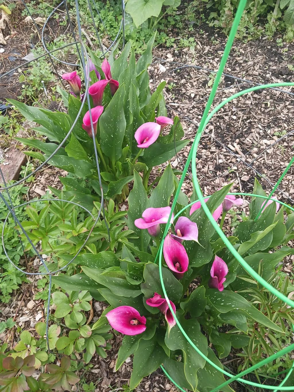 Pink Calla Bloom