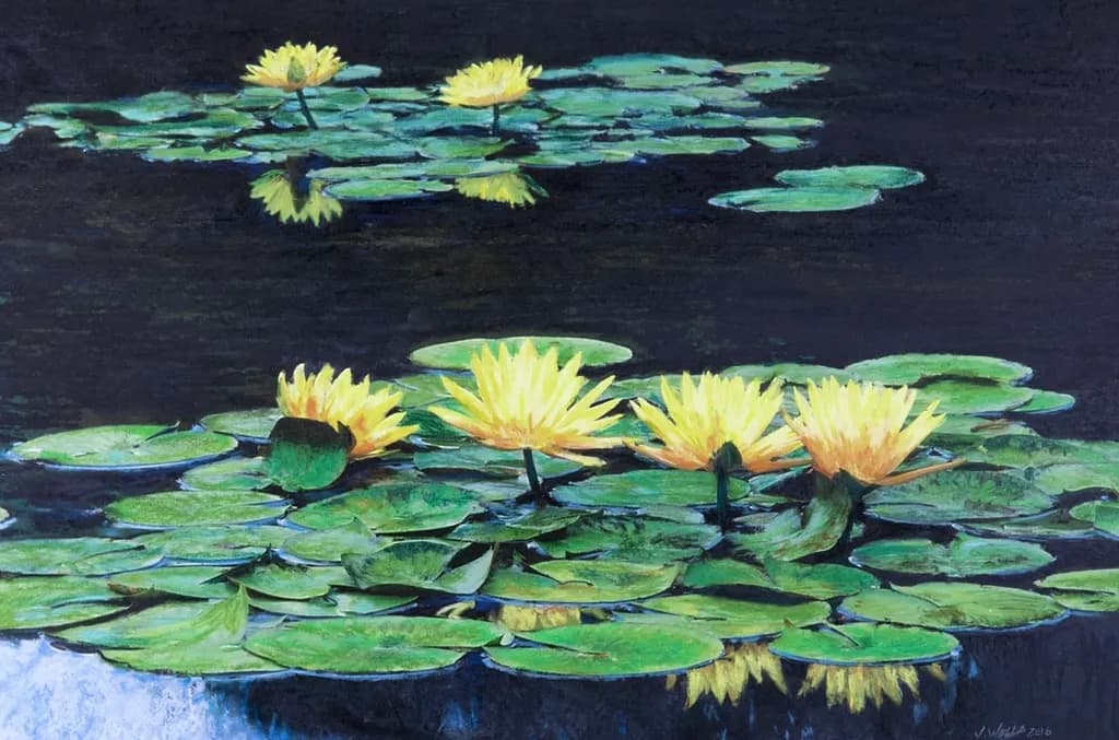 Yellow Water Lilies