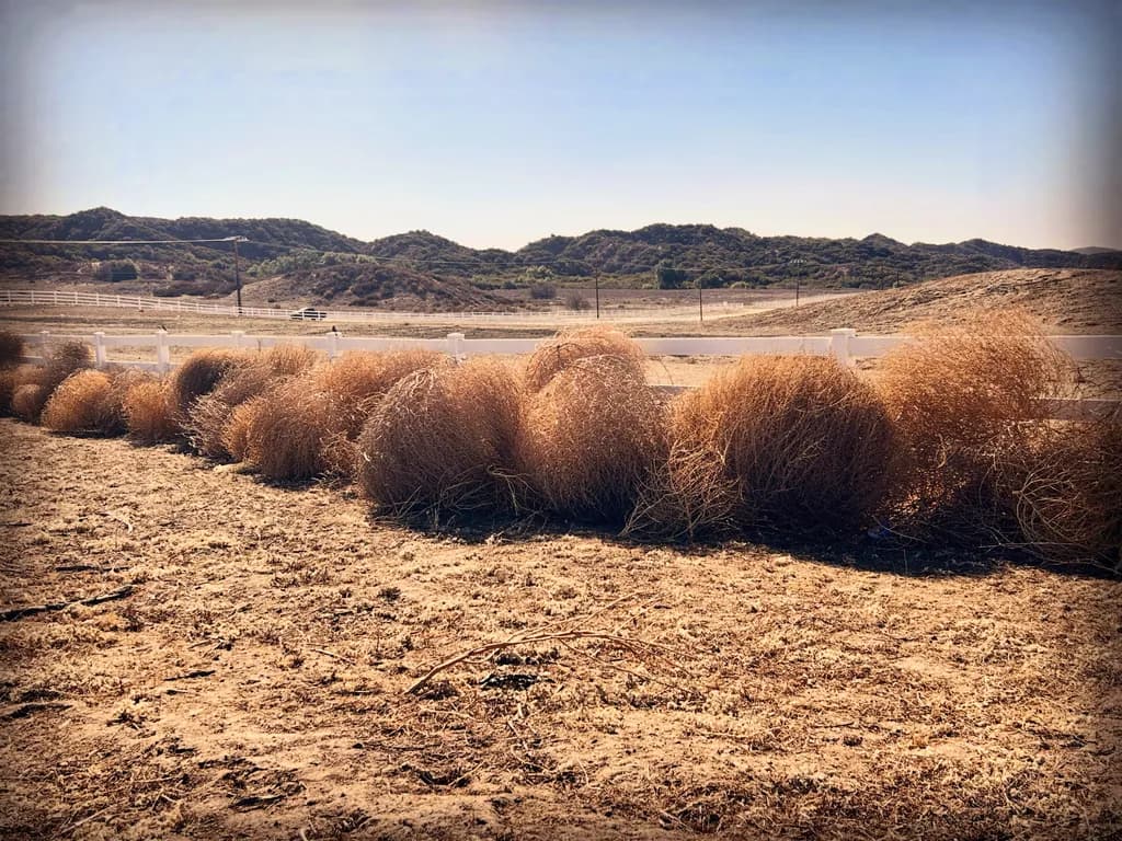 Tumbleweed Line