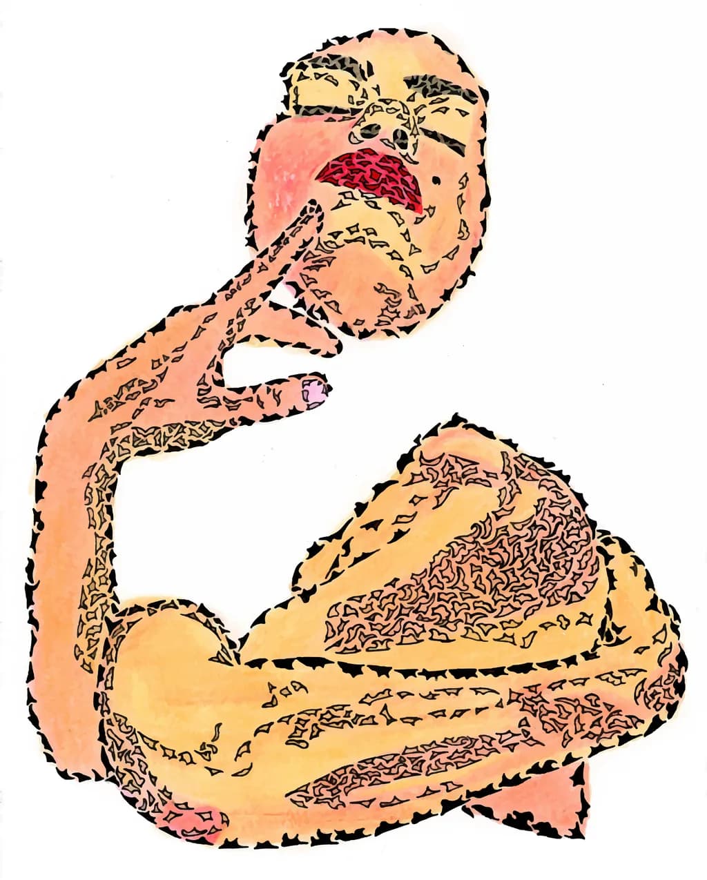 Bold Contours
