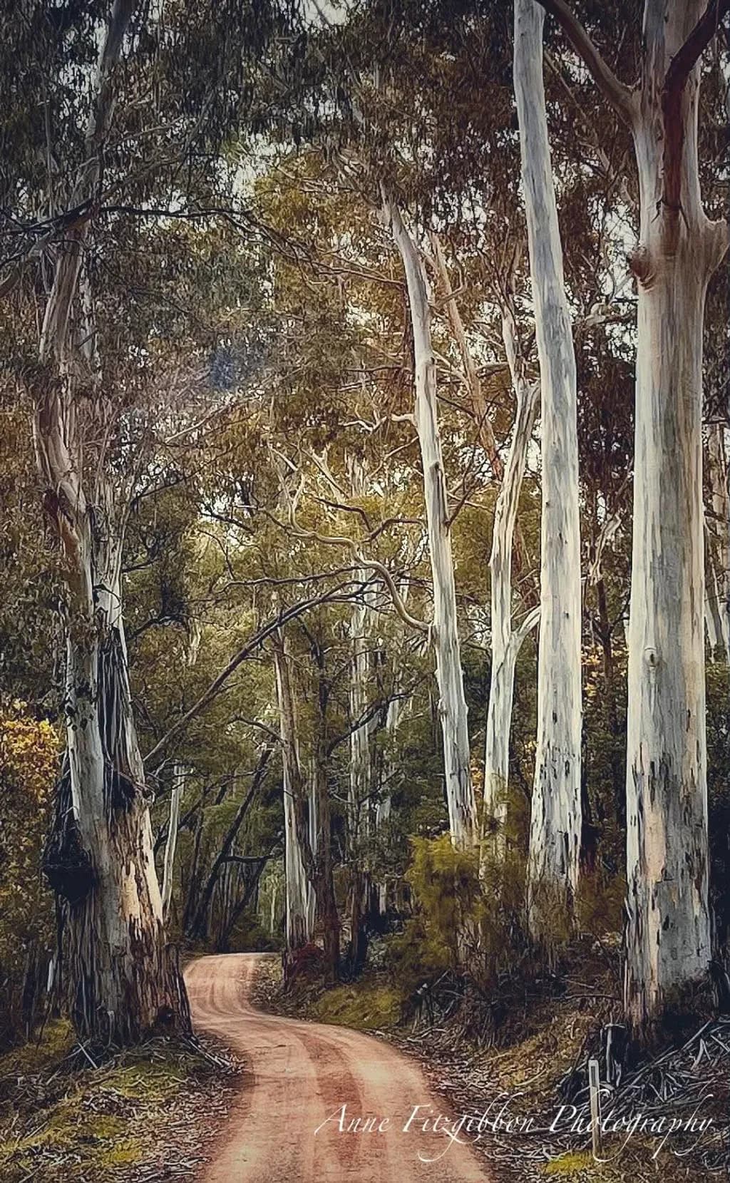 Forest Pathway