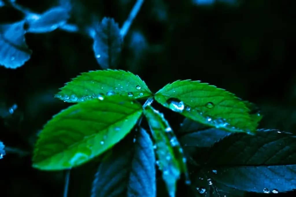 Morning Droplets
