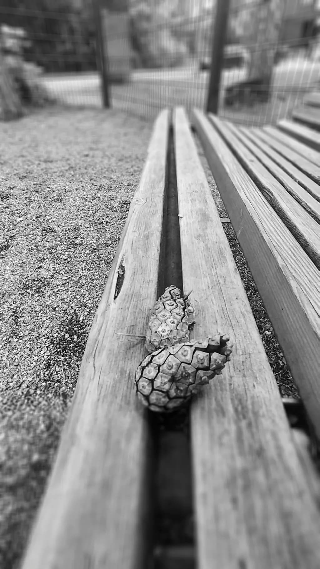 Split Pine Cone Contrast