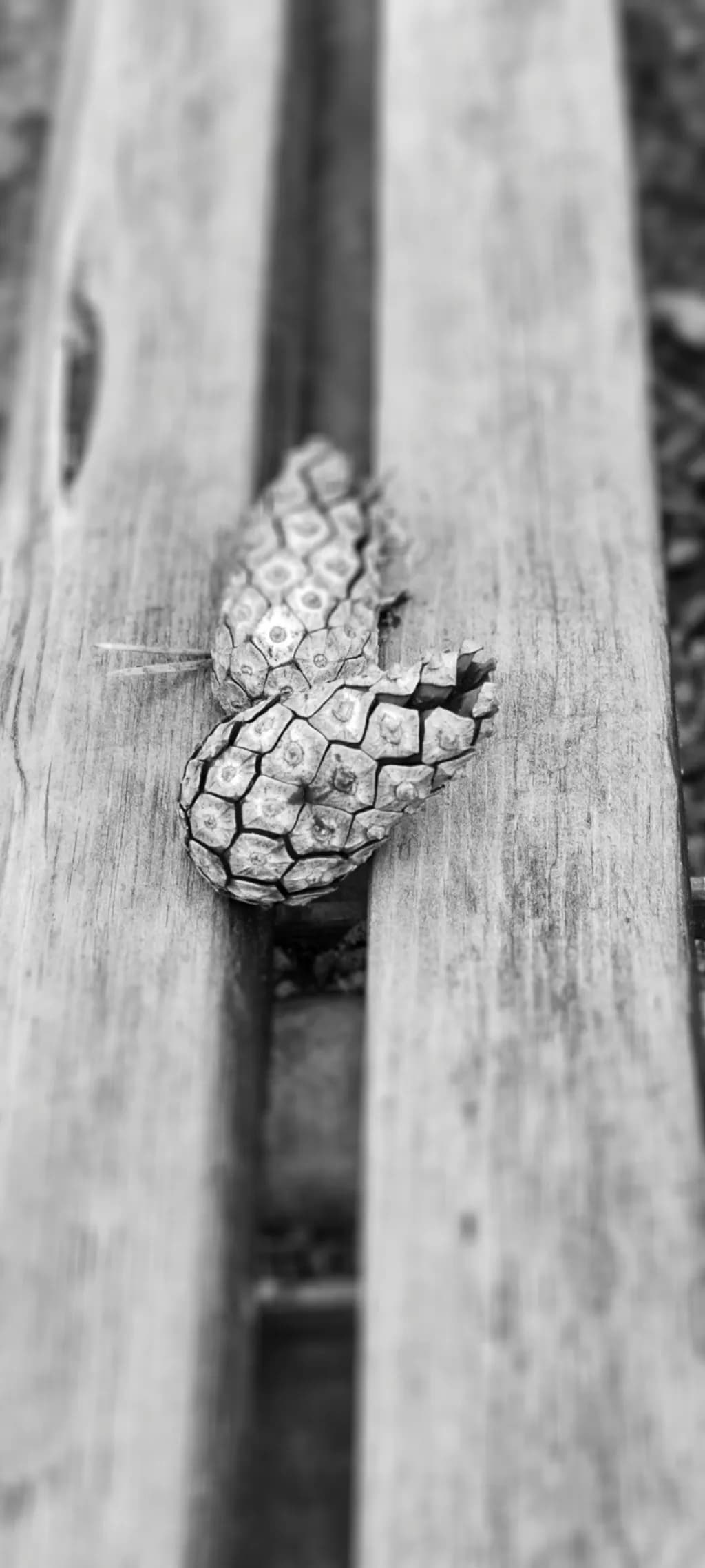 Cracked Pinecone Texture