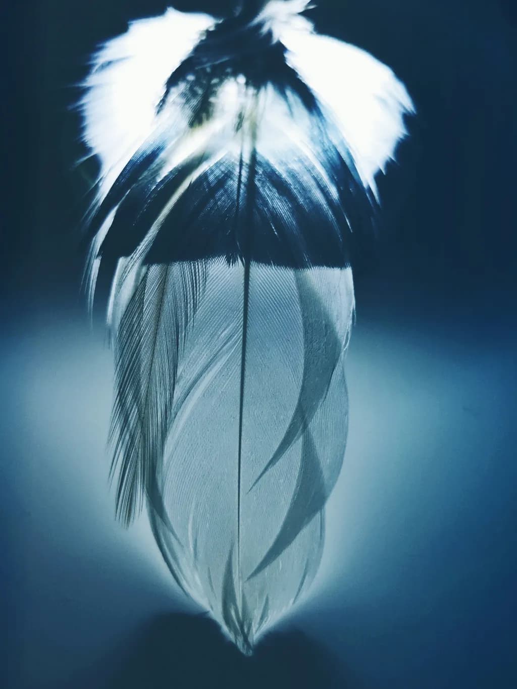Luminous Feather