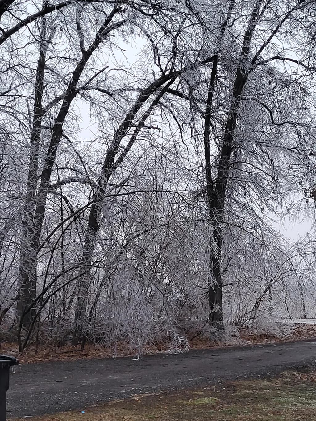 Frosted Silence