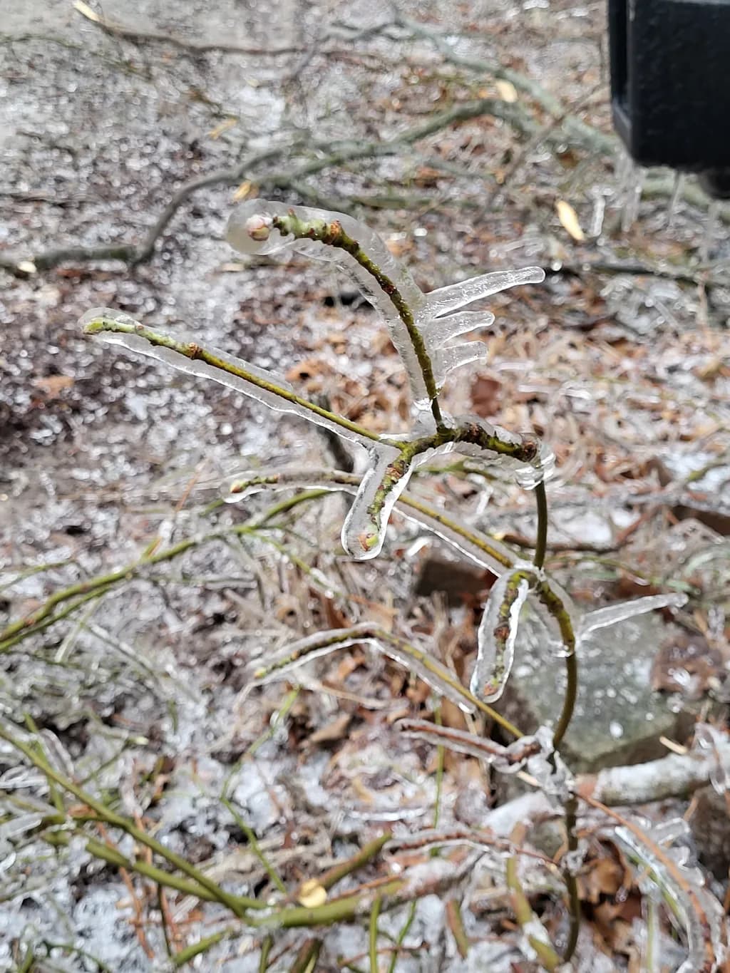 Frozen Embrace