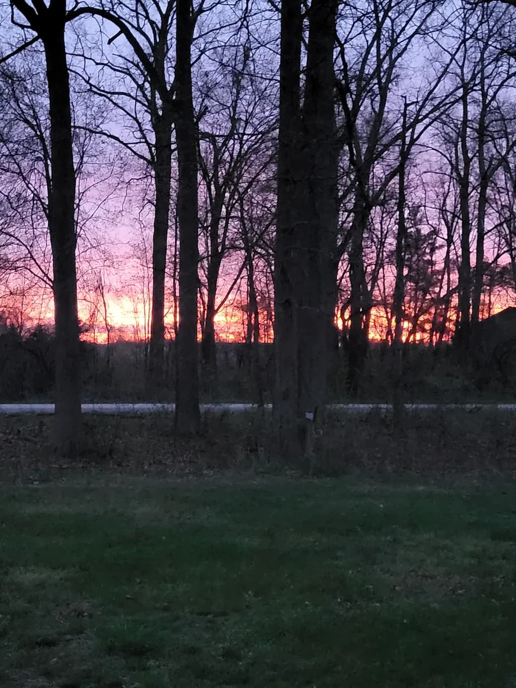 Fading Light Through Branches