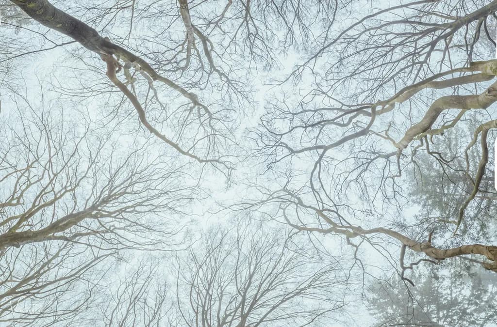 Trees United