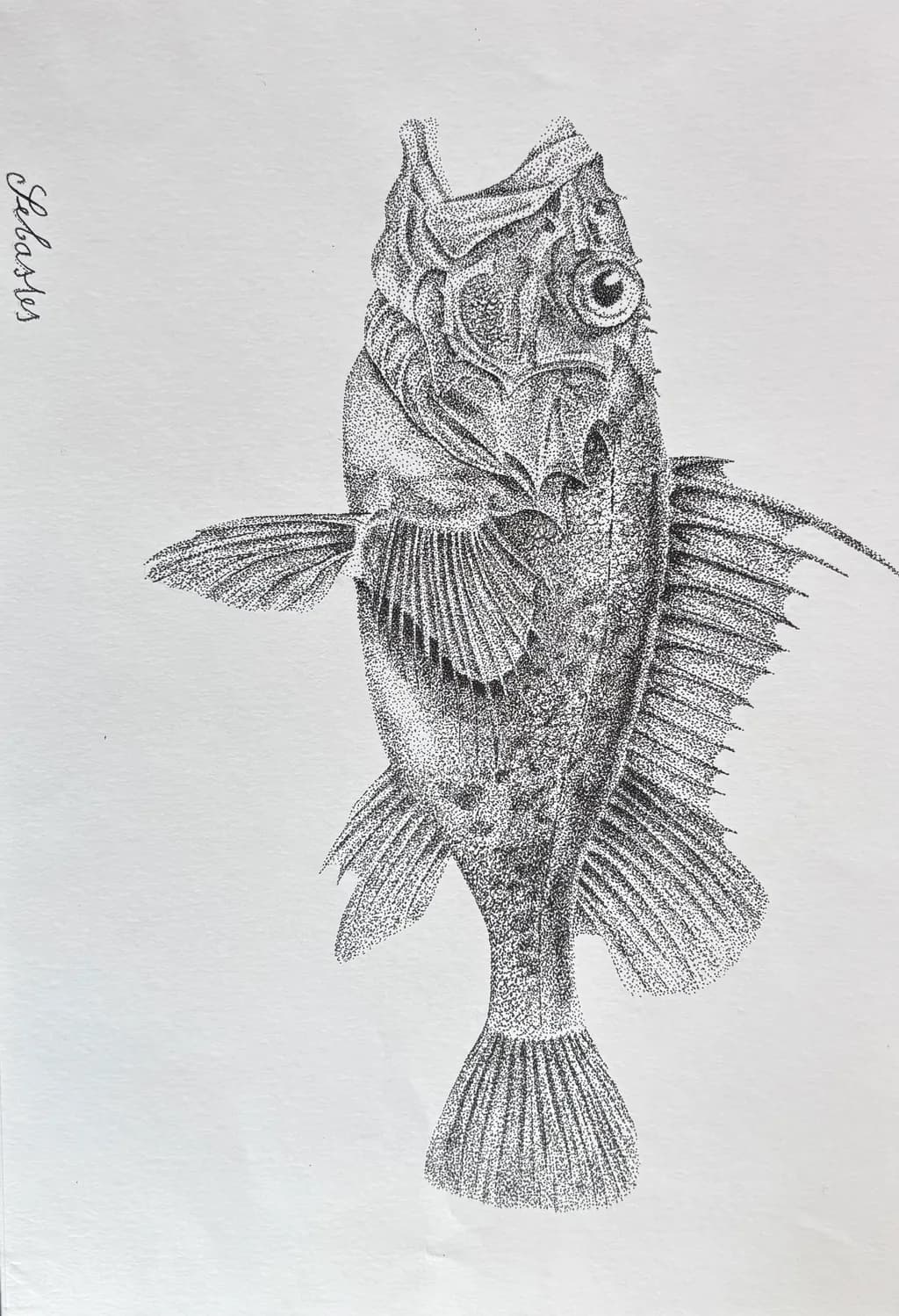 Detailed Fish Study