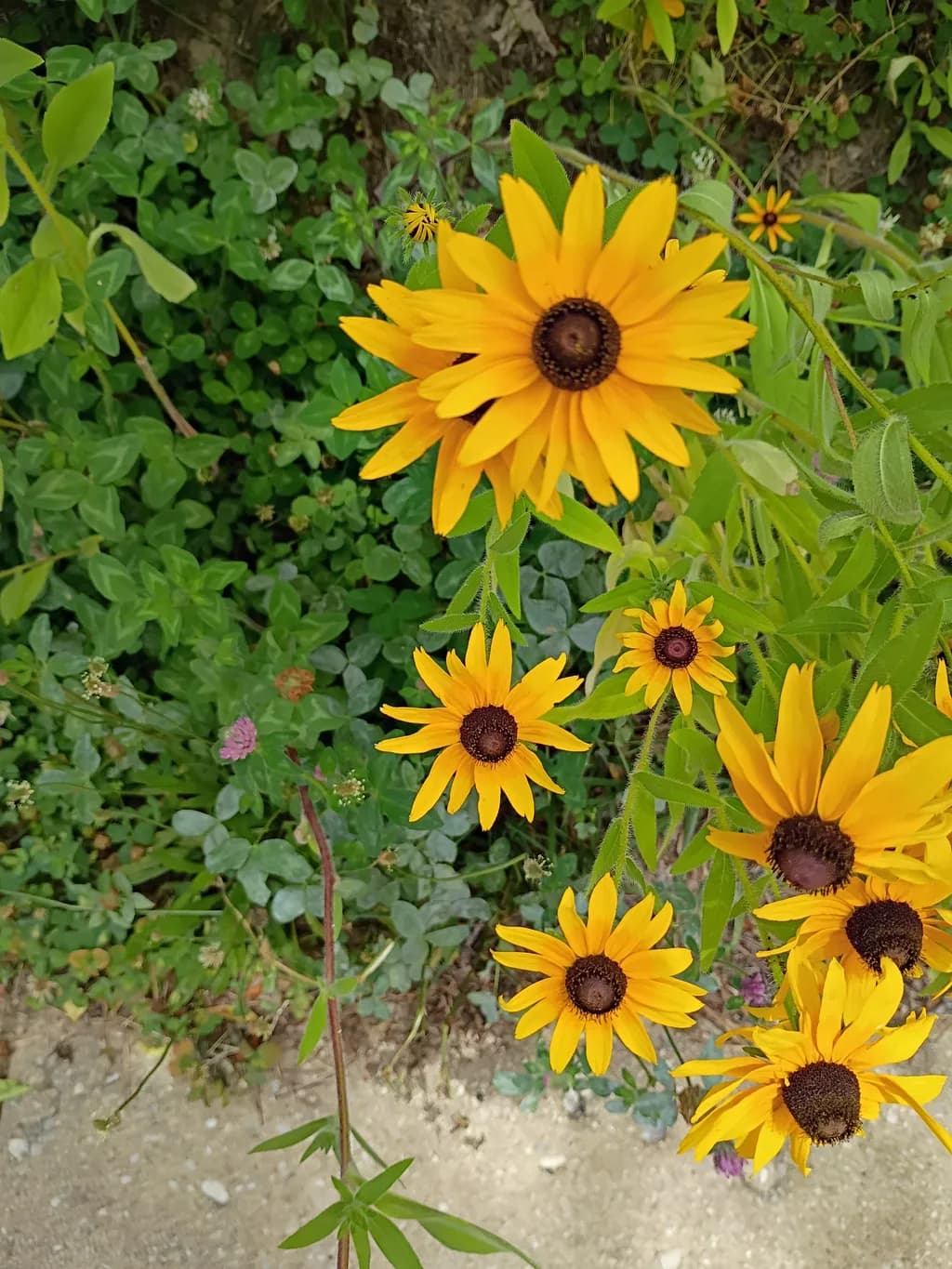 Golden Blooms