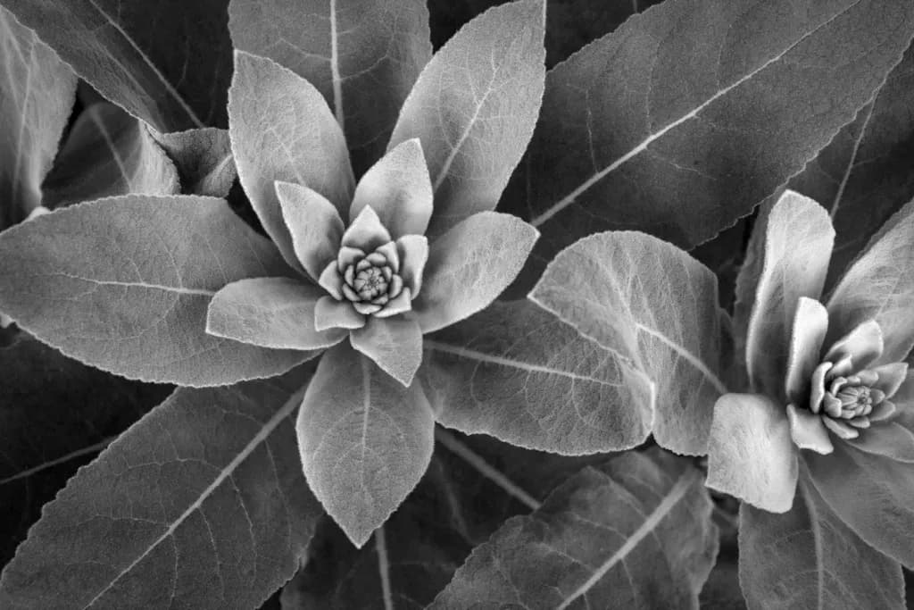 Layered Succulence