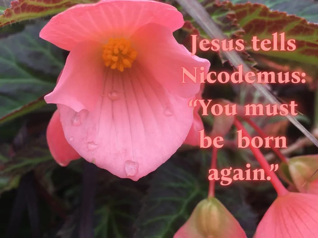Jesus Tells Nicodemus