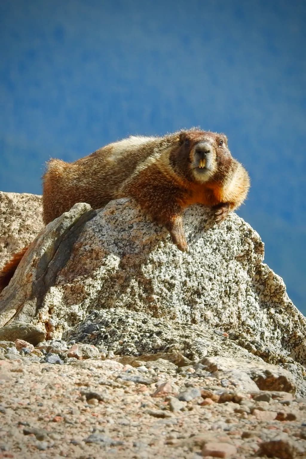 Rocktop Marmot