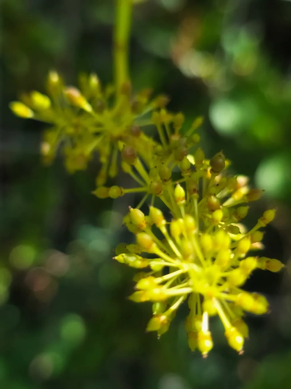 Yellow Bloom Cluster