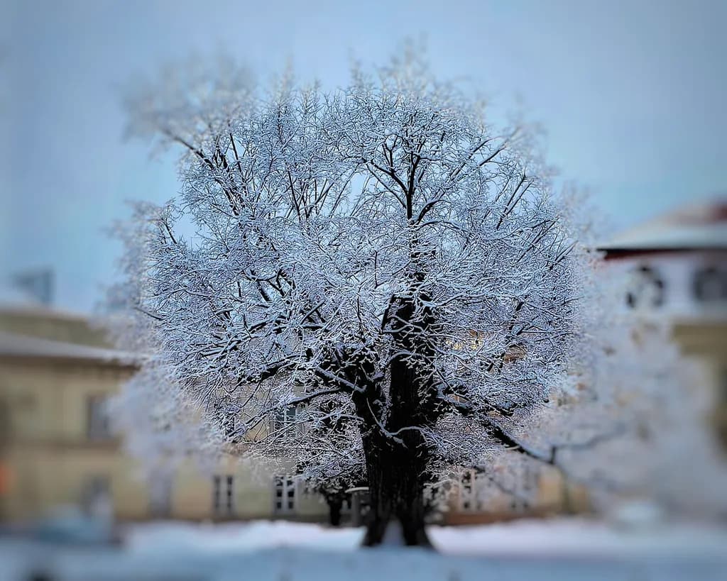 Frosted Majesty