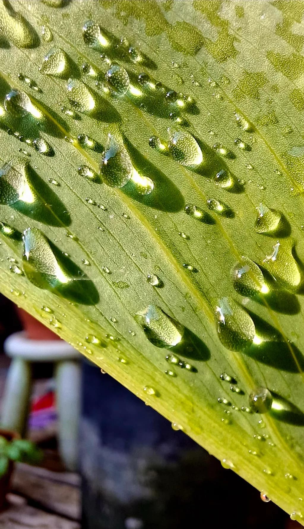 Dewdrop Geometry