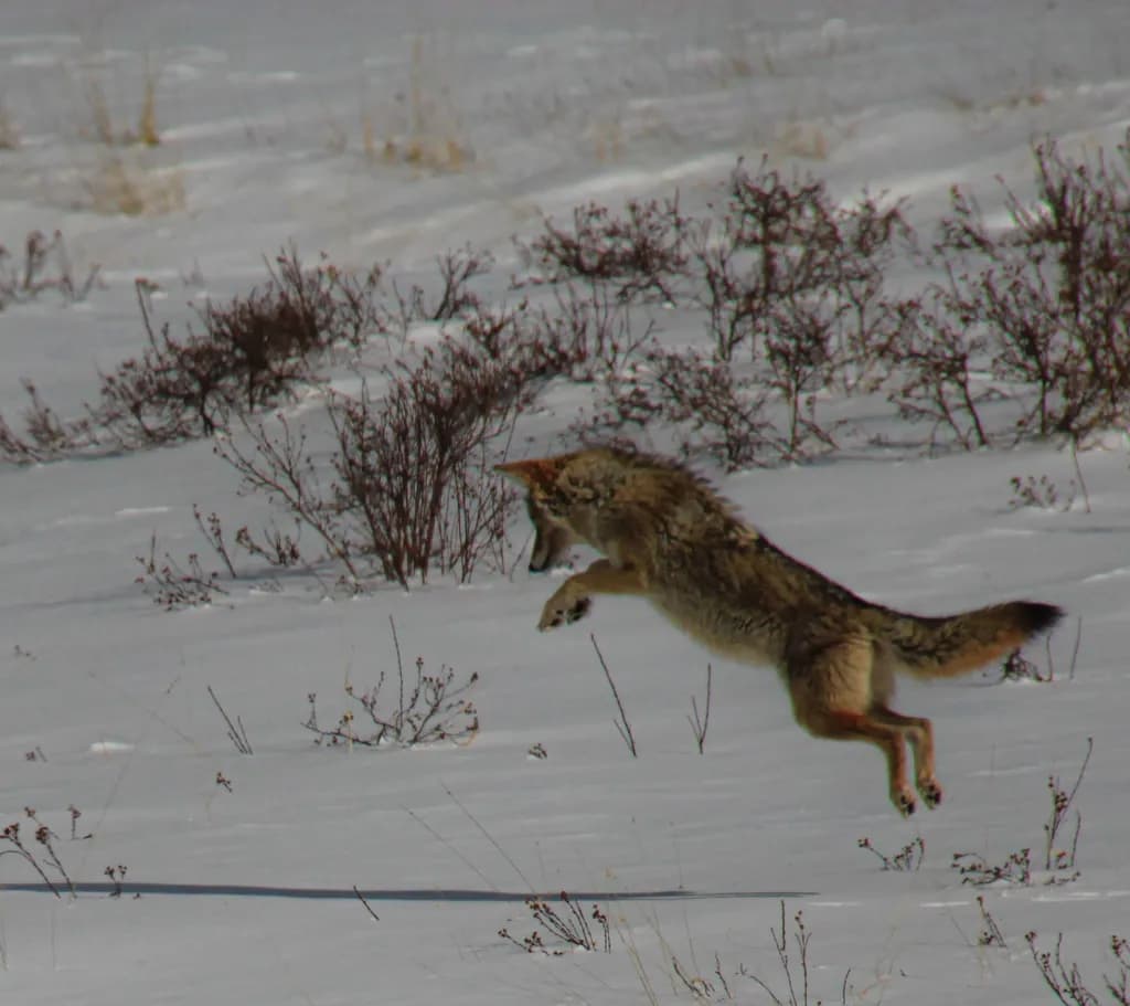 Snowbound Pounce