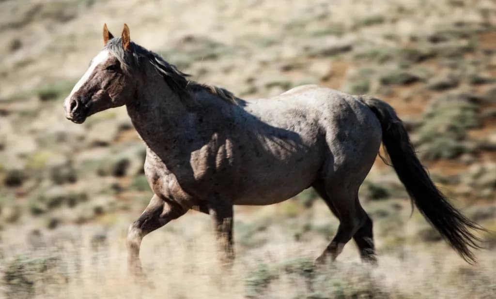 Desert Stride