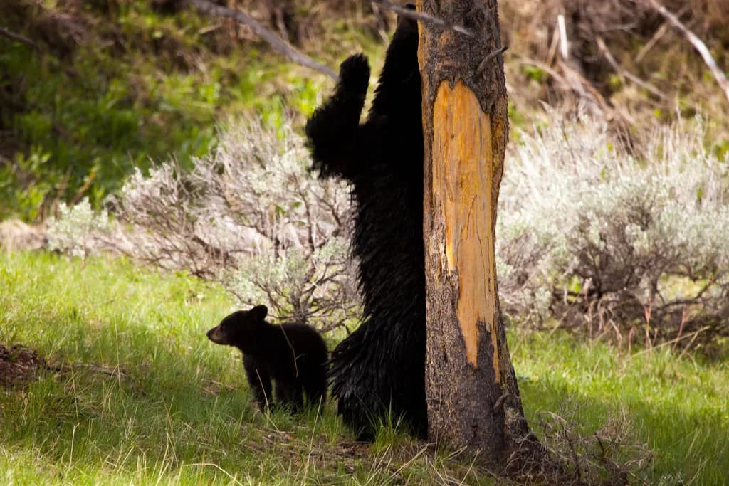 Tree Scratchers