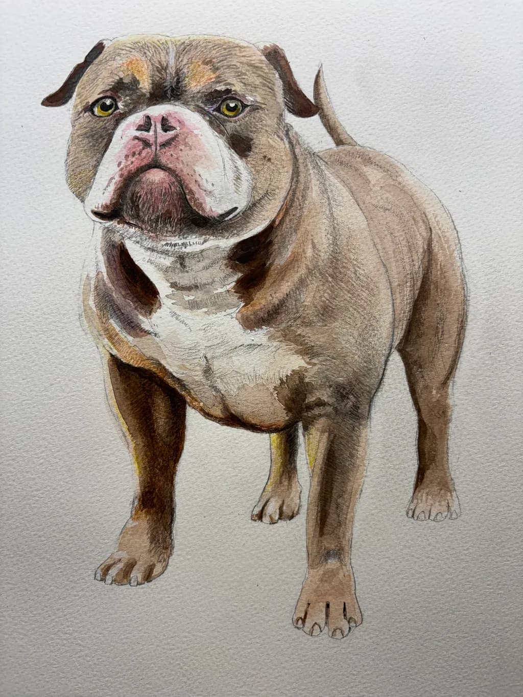 Resolute Bulldog
