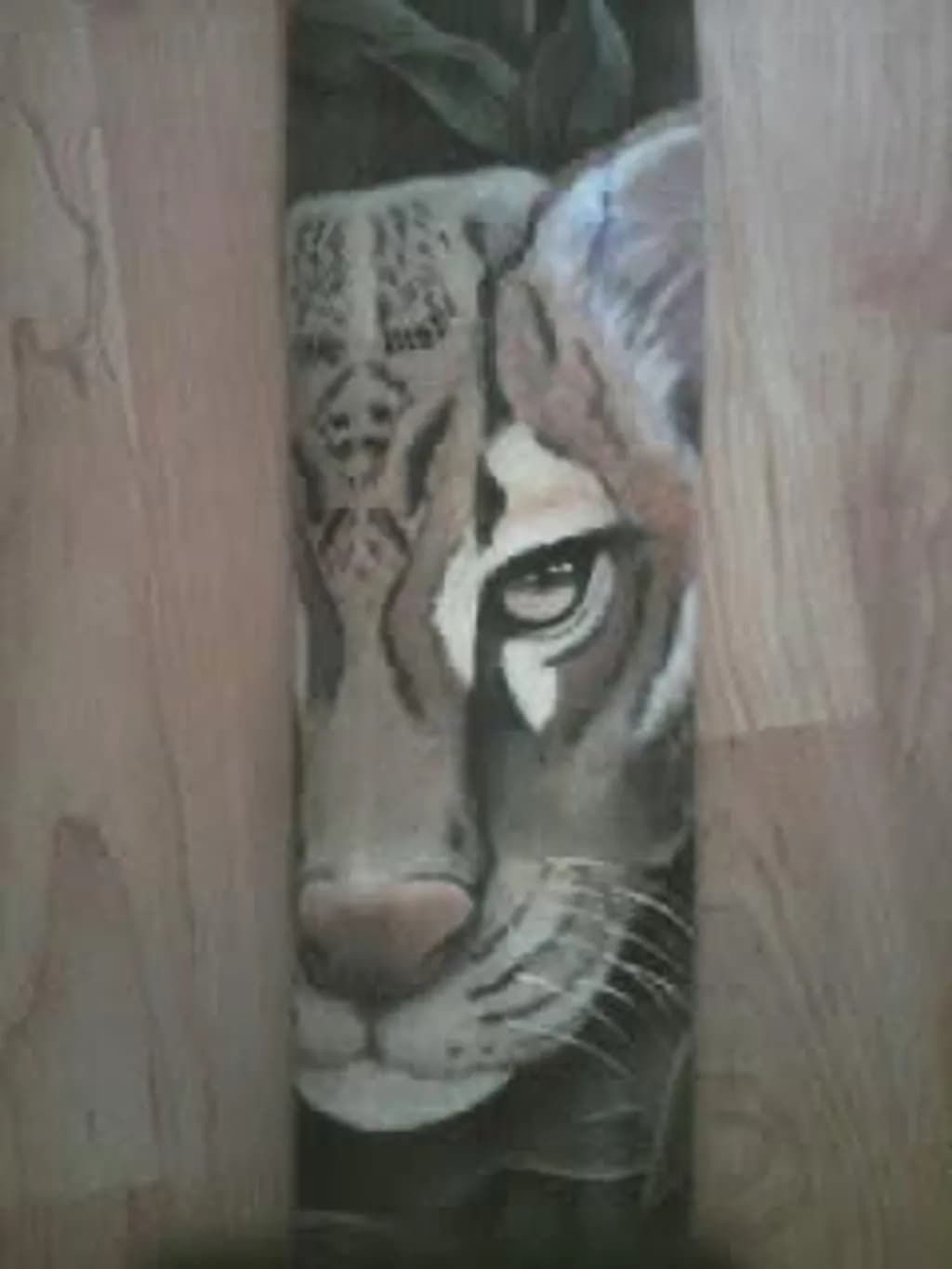 Tiger Gaze