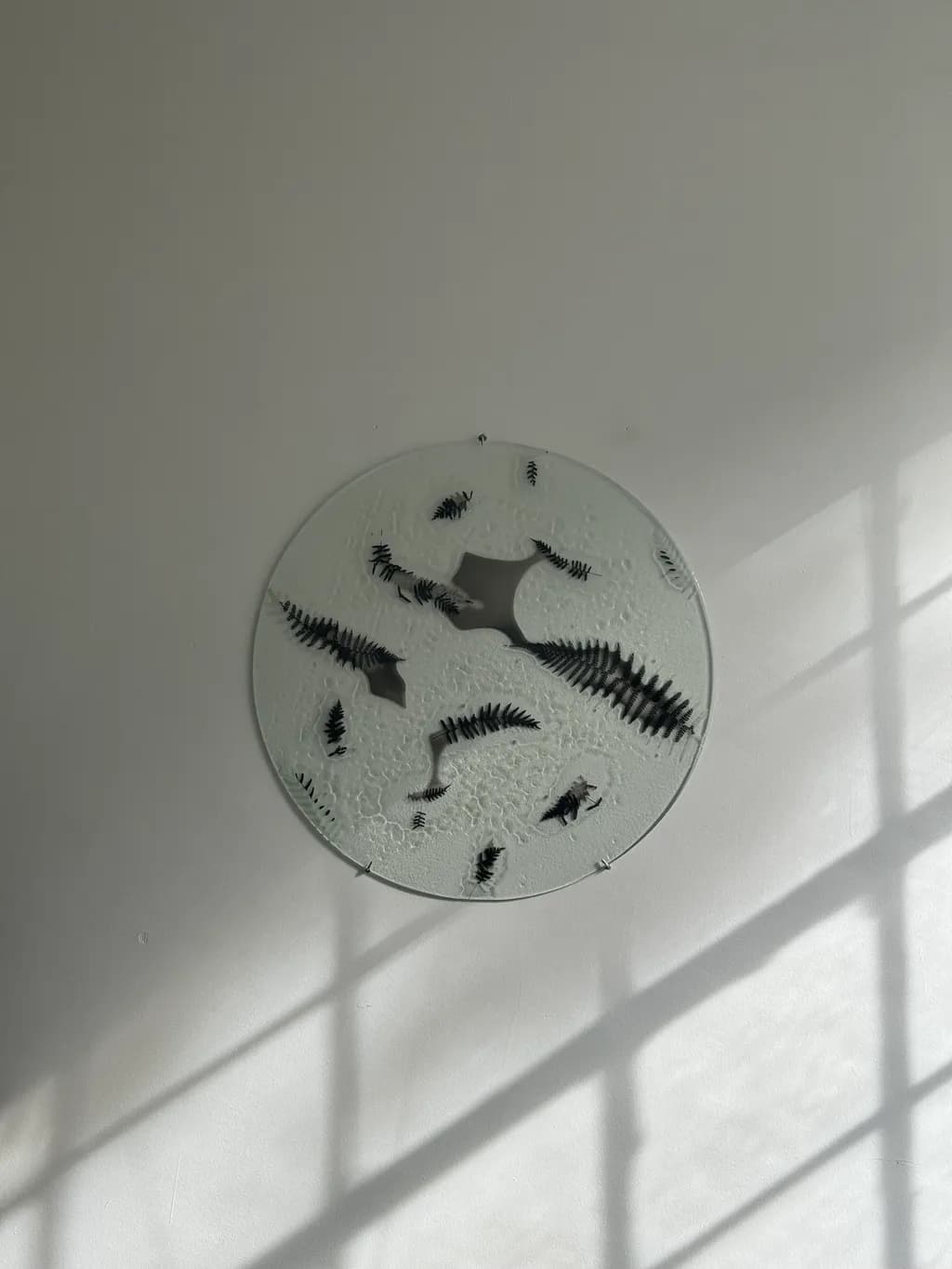 Fern Impressions