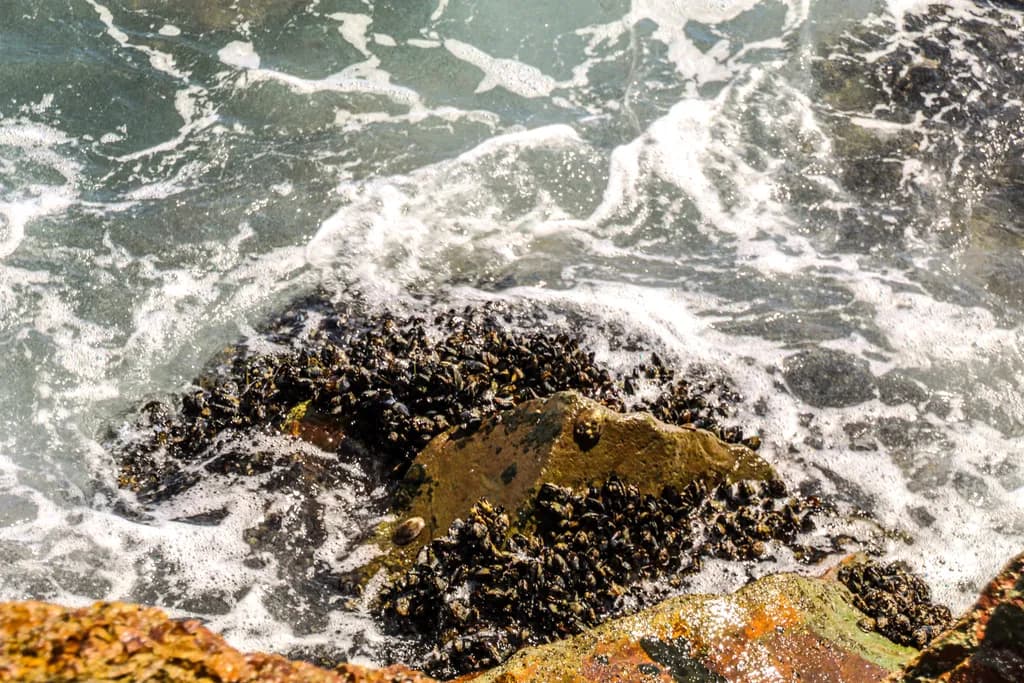 Tide and Mussels