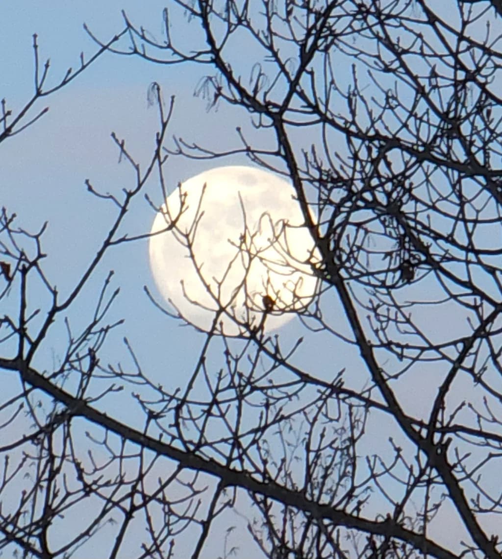 Moonlit Branches