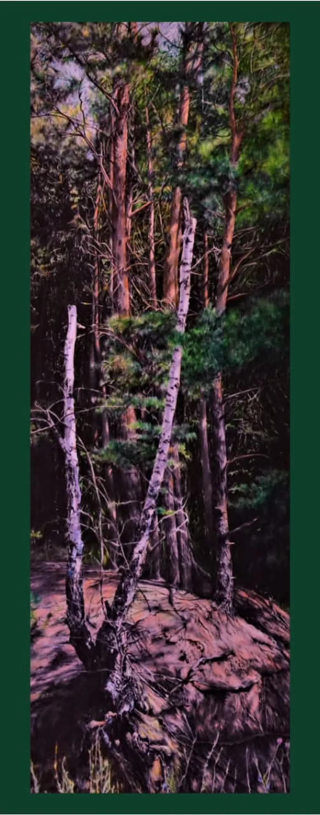 Birch Shadows