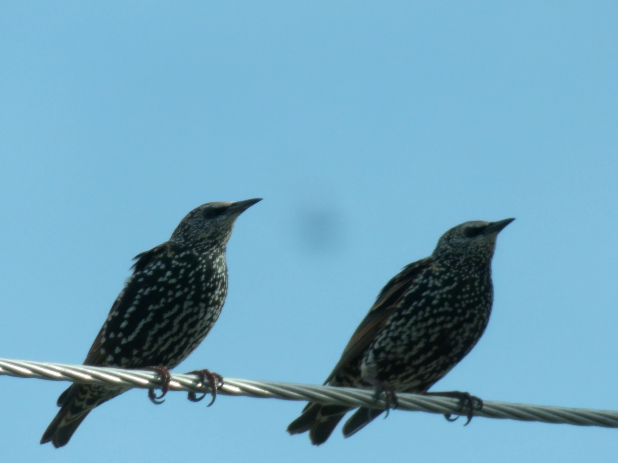 Birds on the Wire