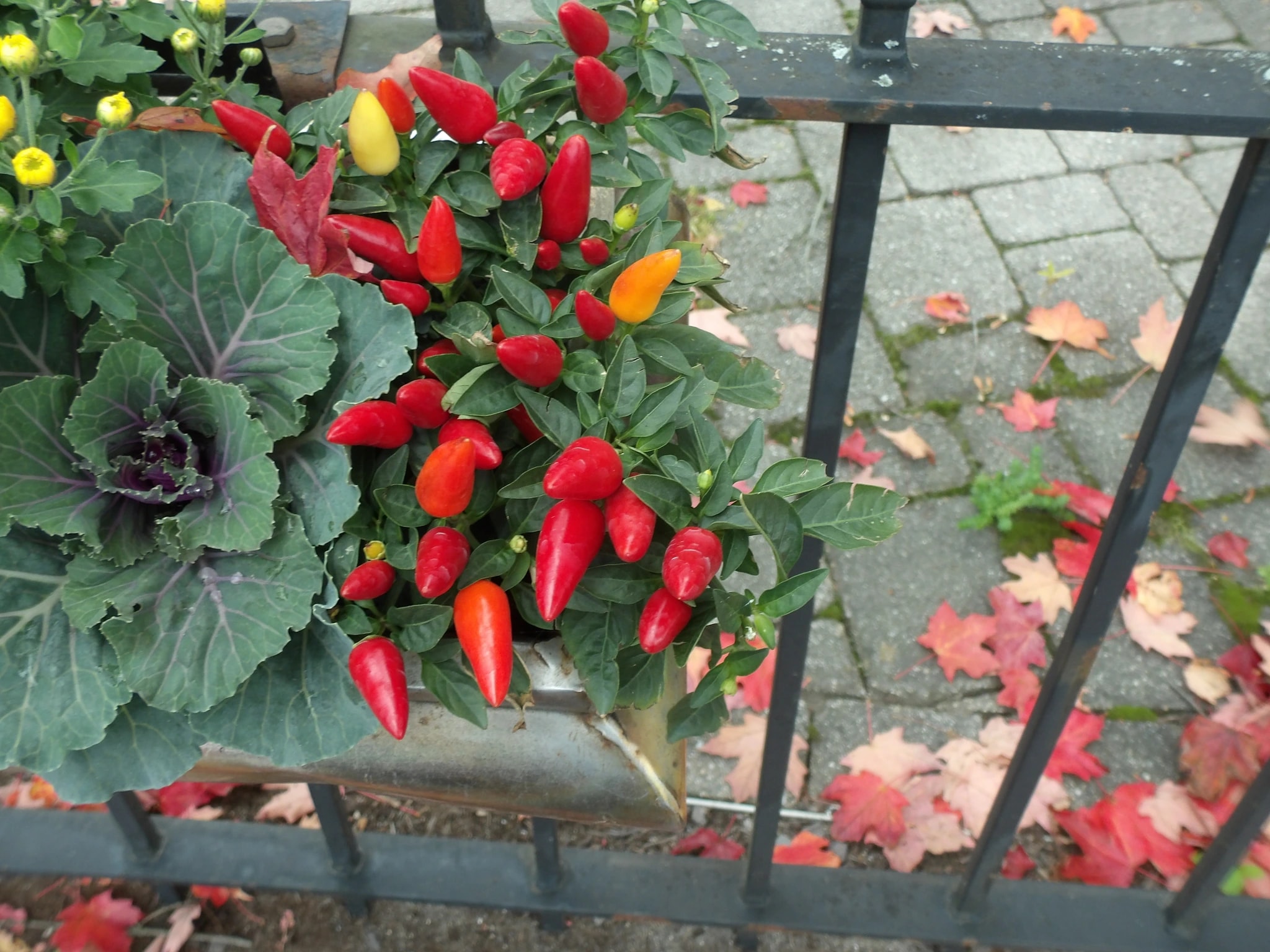Autumn Pepper Garden
