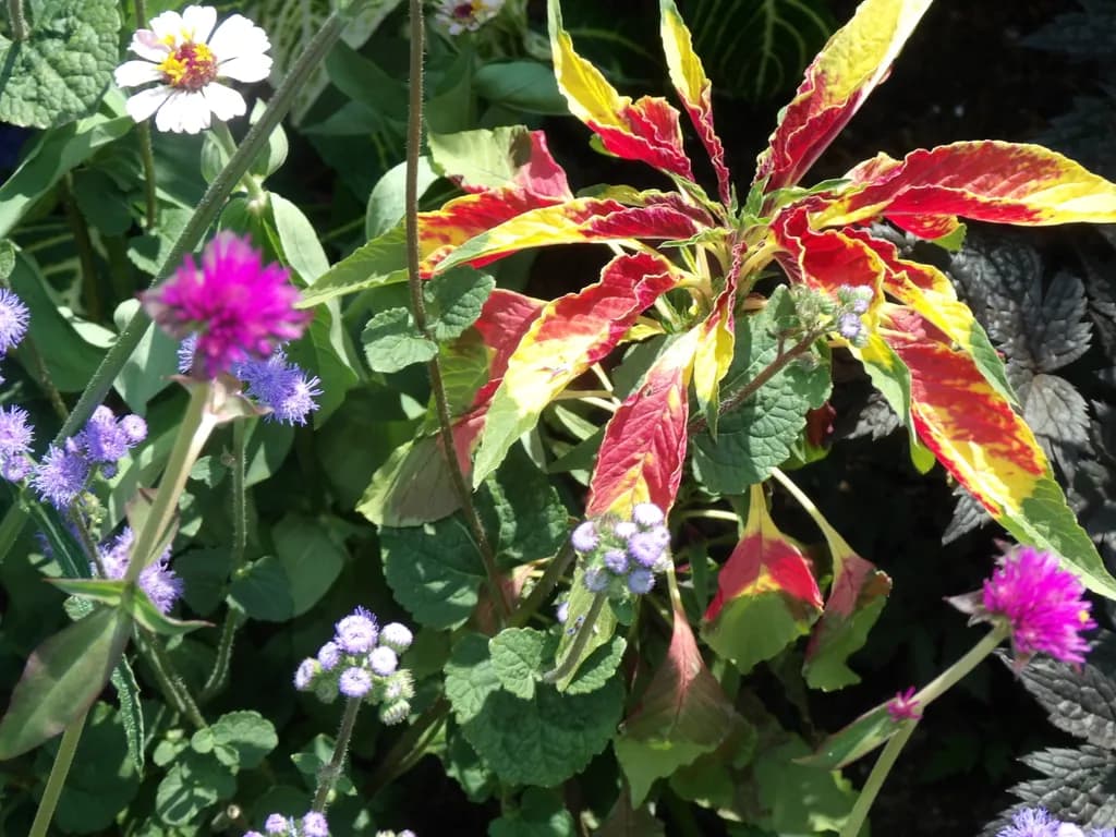 Colorful Garden Flora