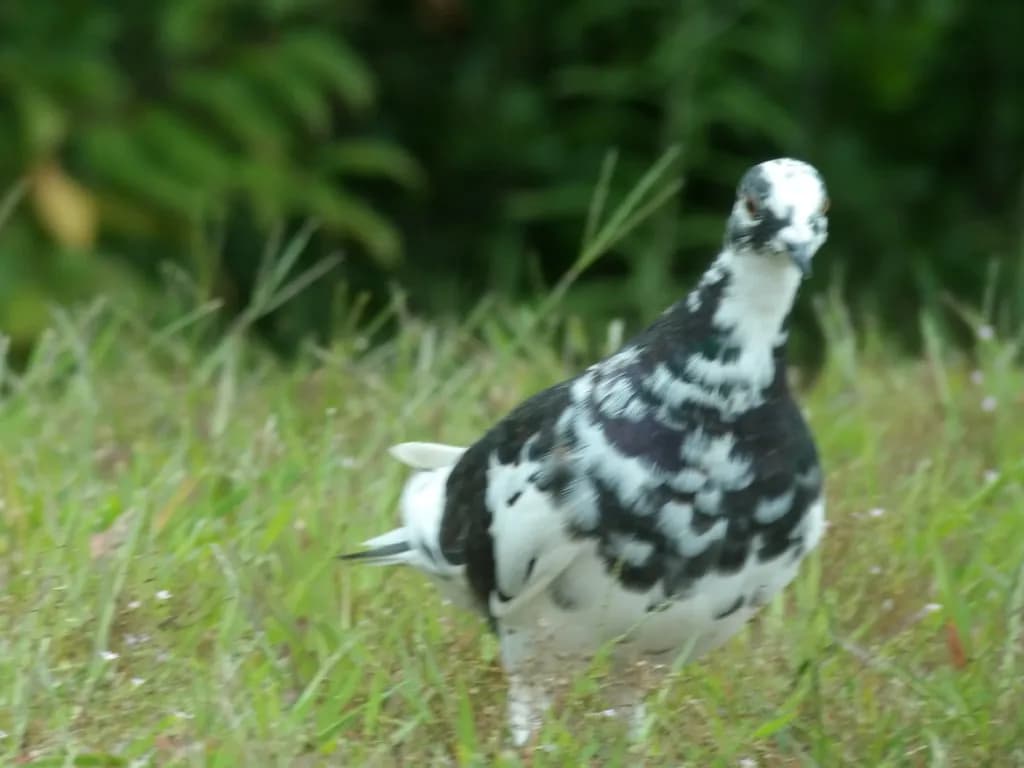 Patterned Pigeon