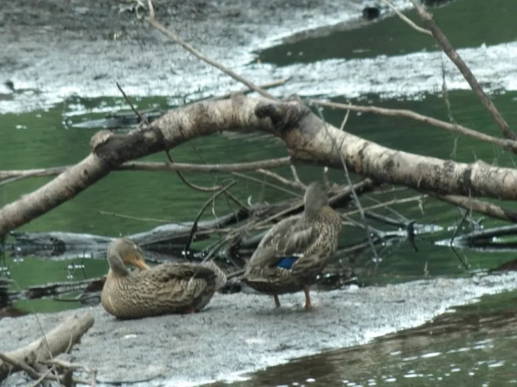 Ducks on Winter Ice